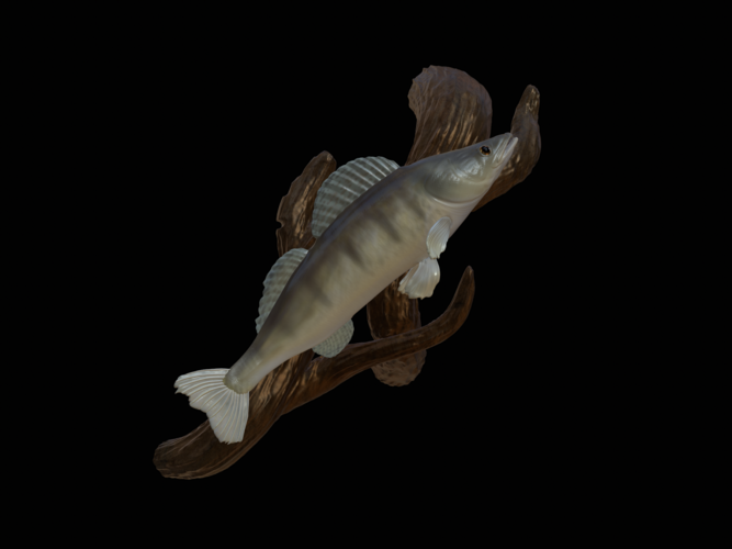 zander / pikeperch underwater statue on the wall  3D Print 517187