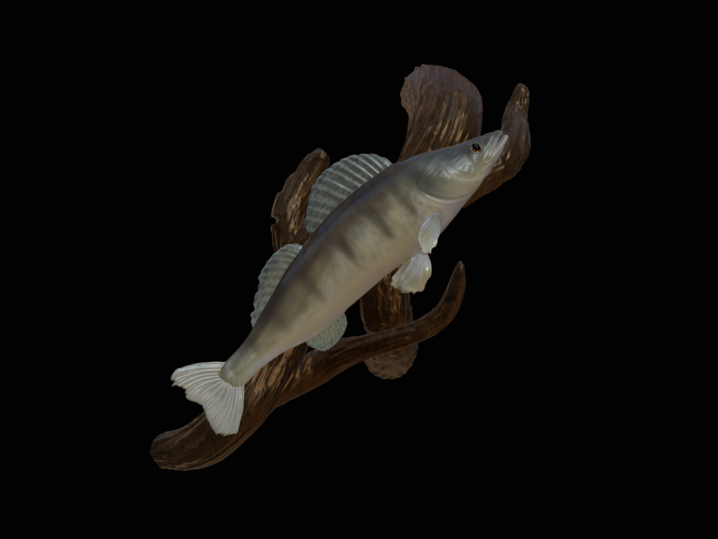zander / pikeperch underwater statue on the wall 