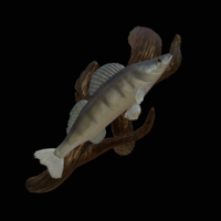 Small zander / pikeperch underwater statue on the wall  3D Printing 517187