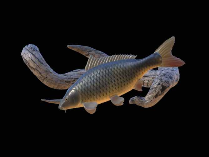 carp underwater statue on the wall 3D Print 517188