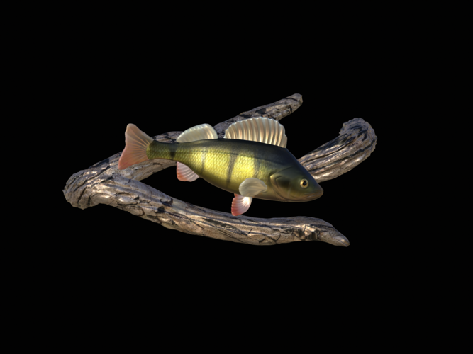 perch underwater statue on the wall