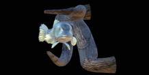 Image 517221