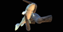 Image 517225