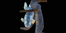 Image 517233