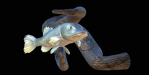 Image 517234