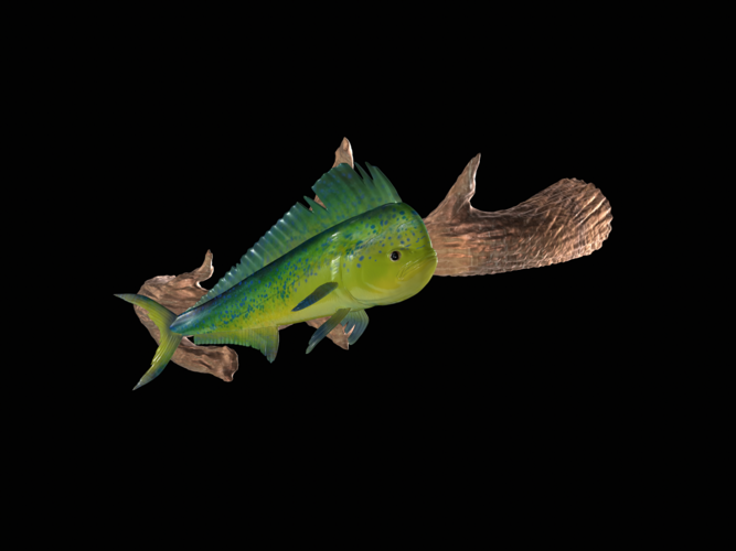 mahi mahi / dorado underwater statue on the wall 3D Print 517237