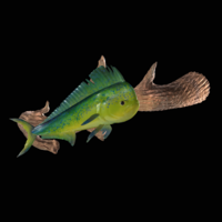 mahi mahi / dorado underwater statue on the wall - Thumbnail 1