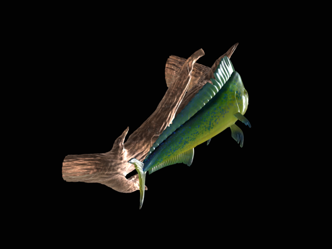 mahi mahi / dorado underwater statue on the wall 3D Print 517240