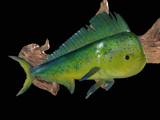 mahi mahi / dorado underwater statue on the wall 3D Print 517241