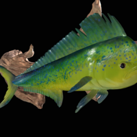 mahi mahi / dorado underwater statue on the wall - Thumbnail 5