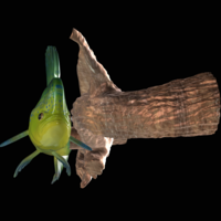 mahi mahi / dorado underwater statue on the wall - Thumbnail 7