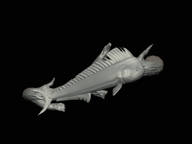 mahi mahi / dorado underwater statue on the wall 3D Print 517244