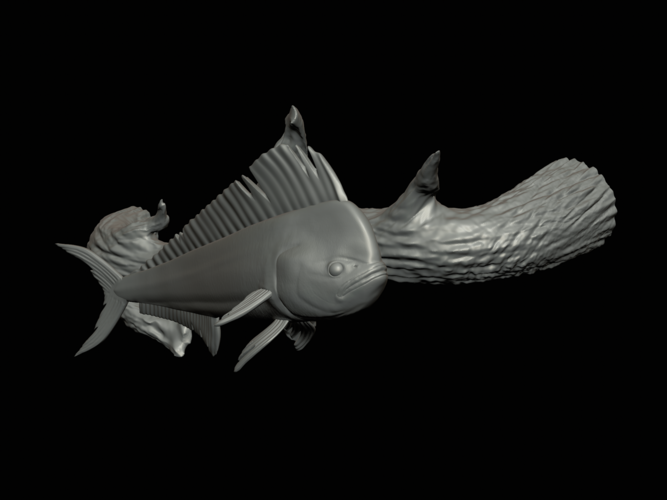 mahi mahi / dorado underwater statue on the wall 3D Print 517245