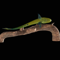 mahi mahi / dorado underwater statue on the wall - Thumbnail 12