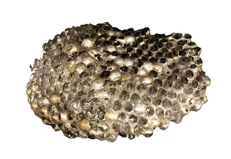 Paper Wasp Nest