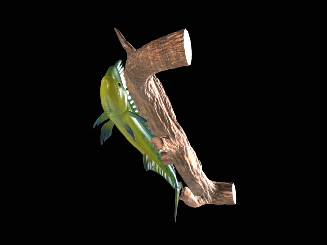 mahi mahi / dorado underwater statue on the wall 3D Print 517250