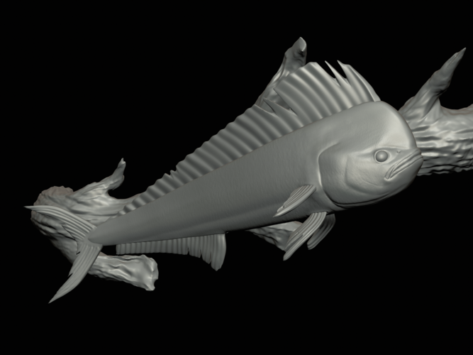 mahi mahi / dorado underwater statue on the wall 3D Print 517251