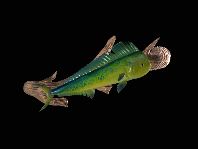 mahi mahi / dorado underwater statue on the wall 3D Print 517253