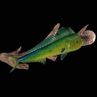 Small mahi mahi / dorado underwater statue on the wall 3D Printing 517253