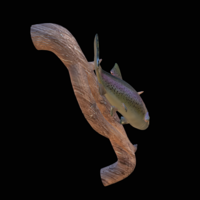 rainbow trout underwater statue on the wall - Thumbnail 6