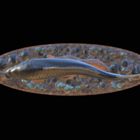  carp 2.0 underwater statue detailed - Thumbnail 10