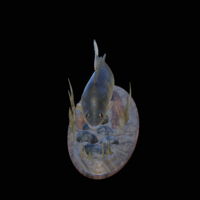 zander 2.0 underwater statue detailed - Thumbnail 2