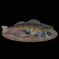 zander 2.0 underwater statue detailed - Thumbnail 5