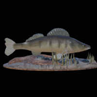 zander 2.0 underwater statue detailed - Thumbnail 13