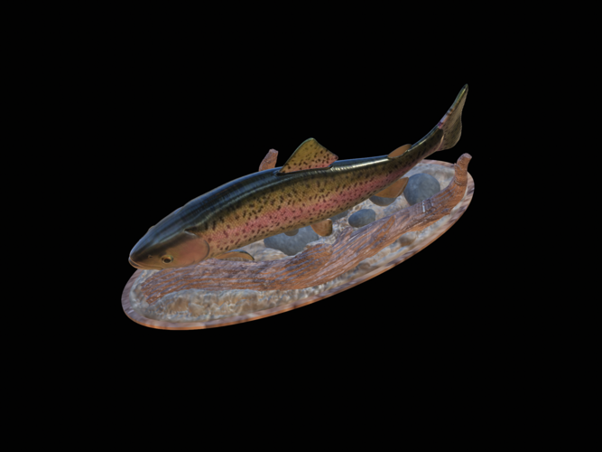 rainbow trout 2.0 underwater statue 3D Print 517315