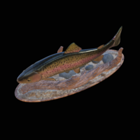 rainbow trout 2.0 underwater statue - Thumbnail 1