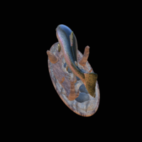 rainbow trout 2.0 underwater statue - Thumbnail 4