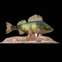 Small perch 2.0 underwater statue 3D Printing 517335