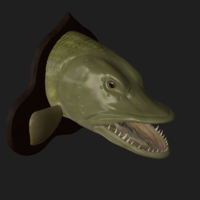 pike head detailed texture trophy taxidermy - Thumbnail 7