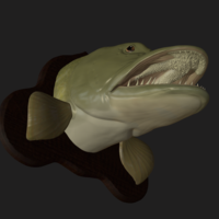 pike head detailed texture trophy taxidermy - Thumbnail 11