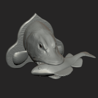 Pike eat perch detailed texture trophy taxidermy - Thumbnail 4