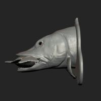 Pike eat perch detailed texture trophy taxidermy - Thumbnail 5