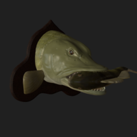 Pike eat perch detailed texture trophy taxidermy - Thumbnail 9