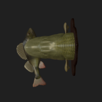 Pike eat perch detailed texture trophy taxidermy - Thumbnail 11