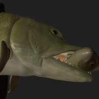 Pike eat perch detailed texture trophy taxidermy - Thumbnail 14