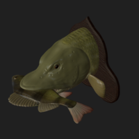 Pike eat perch detailed texture trophy taxidermy - Thumbnail 16