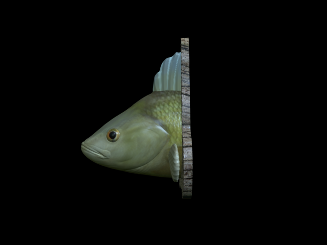 perch detailed texture trophy taxidermy 3D Print 517475