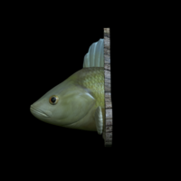 perch detailed texture trophy taxidermy - Thumbnail 1