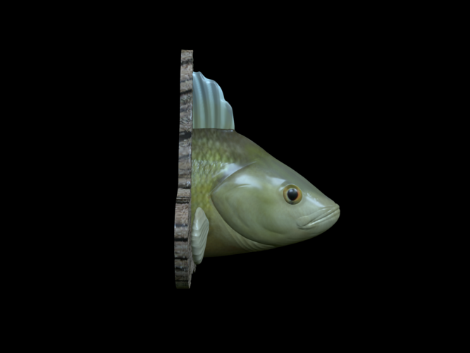 perch detailed texture trophy taxidermy 3D Print 517476