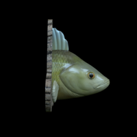 perch detailed texture trophy taxidermy - Thumbnail 2
