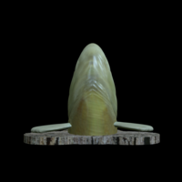 perch detailed texture trophy taxidermy - Thumbnail 4