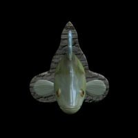 perch detailed texture trophy taxidermy - Thumbnail 6