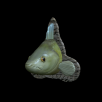 perch detailed texture trophy taxidermy - Thumbnail 7