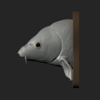 carp detailed texture trophy taxidermy - Thumbnail 3