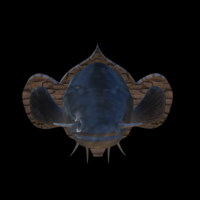catfish detailed texture trophy taxidermy - Thumbnail 1