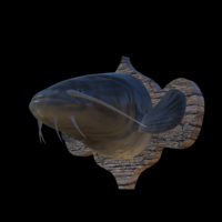 catfish detailed texture trophy taxidermy - Thumbnail 3